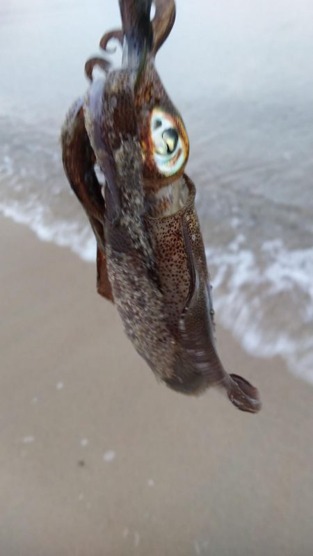 朝マズメエギング